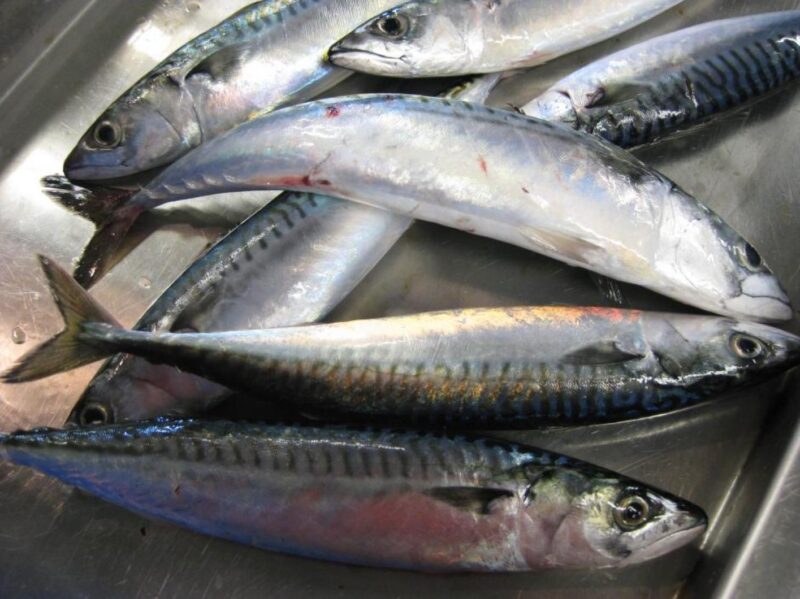 imaging showing 7 pieces of mackerel fish on a tray